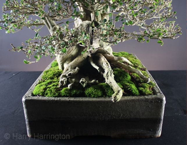 privet bonsai